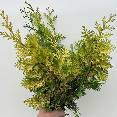 Scheinzypresse 'Crippisii' im Handbund, 3 Bund Scheinzypresse 'Crippisii' im Handbund, 3 Bund