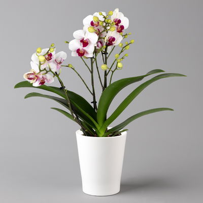 Schmetterlingsorchidee, inkl. Keramiktopf, weiß/rot, Topf-Ø 12 cm, Höhe ca. 50cm Schmetterlingsorchidee, inkl. Keramiktopf, weiß/rot, Topf-Ø 12 cm, Höhe ca. 50cm