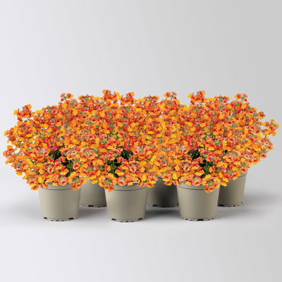 Nemesie, orange, Topf-Ø 12 cm, 6 Pflanzen