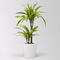Duftender Drachenbaum 'Lemon Lime', Topf-Ø 17 cm, 2er Tuff, inkl. Topf Dallas