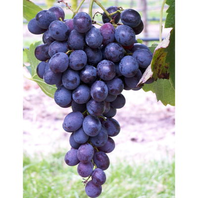 Tafeltraube 'Ontario'(s)