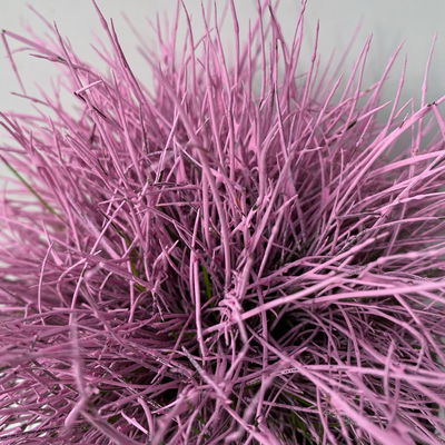 Blauschwingel rosa gefärbt, Topf-Ø 11 cm Ø, 6er-Set Blauschwingel rosa gefärbt, Topf-Ø 11 cm Ø, 6er-Set