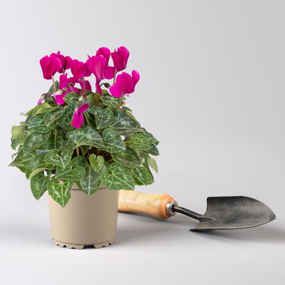 Alpenveilchen 'Outland', Farben zufällig, Topf-Ø 10,5/11 cm, 6 Pflanzen