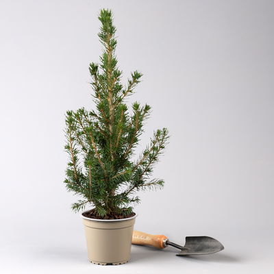 Zuckerhutfichte, Picea glauca 'Conica', Topf-Ø 9 cm, 8 Pflanzen