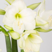 5 weiße Amaryllis 'Mont Blanc'