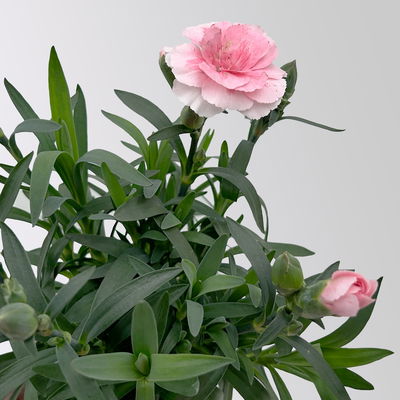 Dianthus 'Oscar' Mini, Farbmix, Topf-Ø 7 cm, 6 Pflanzen