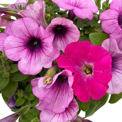Petunien 'Duo' rosa & pink, hängend, Topf-Ø 14 cm, 4er-Set