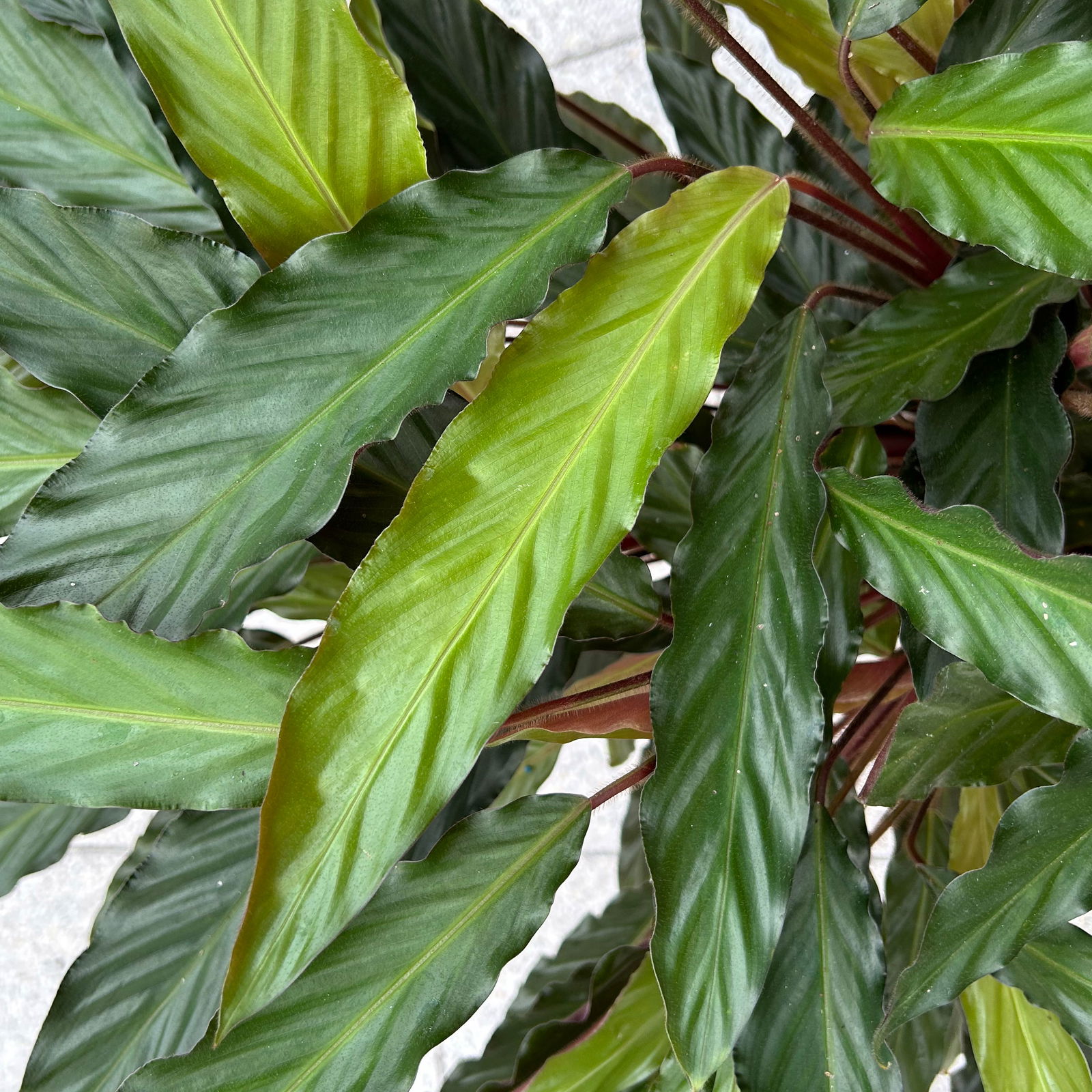 Calathea 'Wavestar', Topf-Ø 21 cm,  Höhe ca. 80-100 cm