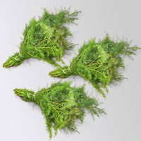 Sicheltanne im Handbund, 3 Bund Sicheltanne im Handbund, 3 Bund