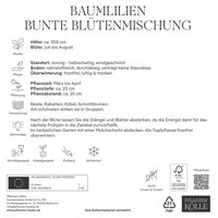 Kölles Beste XXL Kletterbaumlilien Bunte, bunt, 12 Blumenknollen