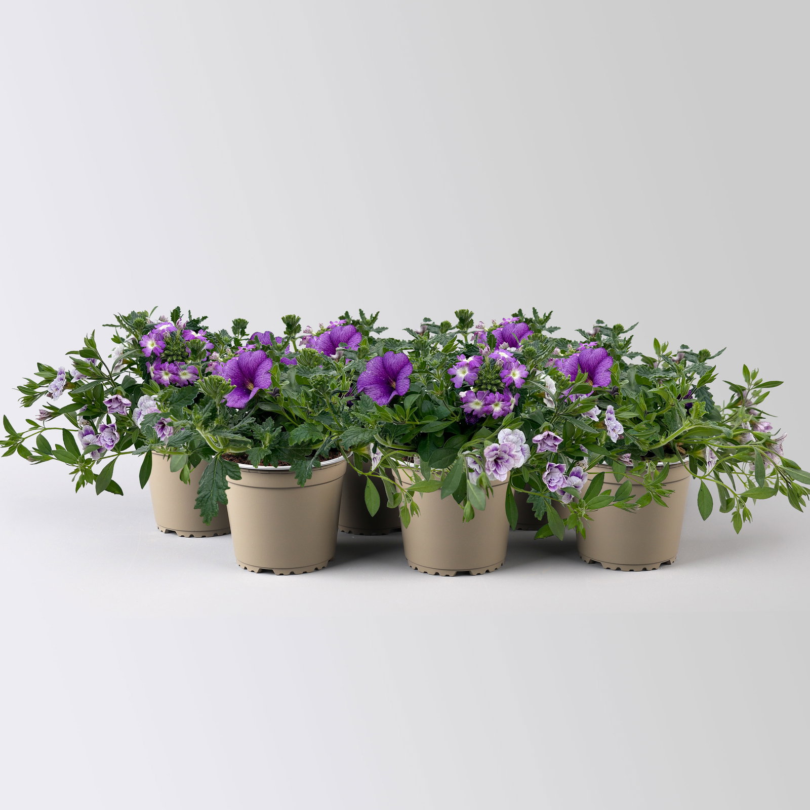 Beet- und Balkonpflanzen-Mix, flieder-lila, Topf-Ø 13 cm, 6 Pflanzen