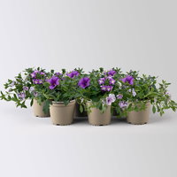 Beet- und Balkonpflanzen-Mix, flieder-lila, Topf-Ø 13 cm, 6 Pflanzen