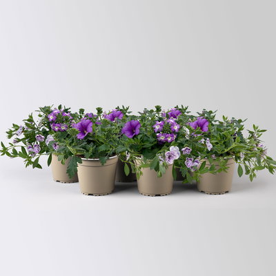 Beet- und Balkonpflanzen-Mix, flieder-lila, Topf-Ø 13 cm, 6 Pflanzen