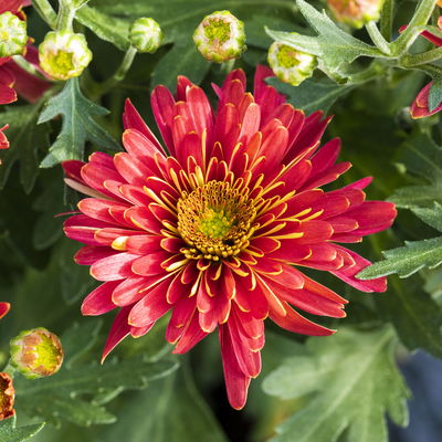Chrysanthemen, rot, Topf-Ø 19 cm, 3 Pflanzen Chrysanthemen, rot, Topf-Ø 19 cm, 3 Pflanzen