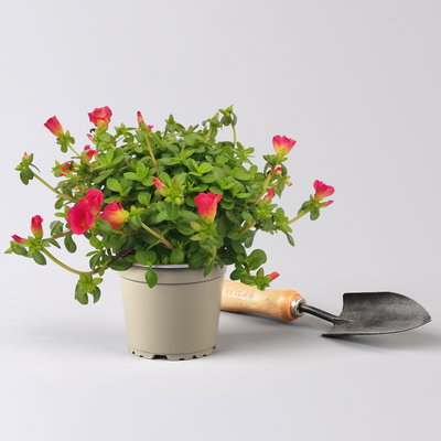 Portulaca T12 'Nano', rosa/pink (*) Portulaca T12 'Nano', rosa/pink (*)