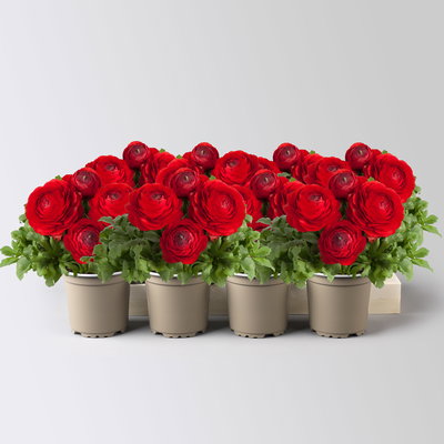 Ranunkel, rot, Topf-Ø 10,5 cm, 8 Pflanzen Ranunkel, rot, Topf-Ø 10,5 cm, 8 Pflanzen