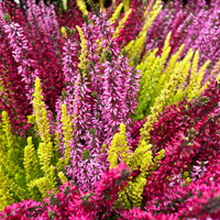 Calluna 'Beauty Ladies® Trio Melody', rot-rosa-gelb, Topf-Ø 13 cm, 6 Pflanzen Calluna 'Beauty Ladies® Trio Melody', rot-rosa-gelb, Topf-Ø 13 cm, 6 Pflanzen