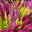 Calluna 'Beauty Ladies® Trio Melody', rot-rosa-gelb, Topf-Ø 13 cm, 6 Pflanzen Calluna 'Beauty Ladies® Trio Melody', rot-rosa-gelb, Topf-Ø 13 cm, 6 Pflanzen