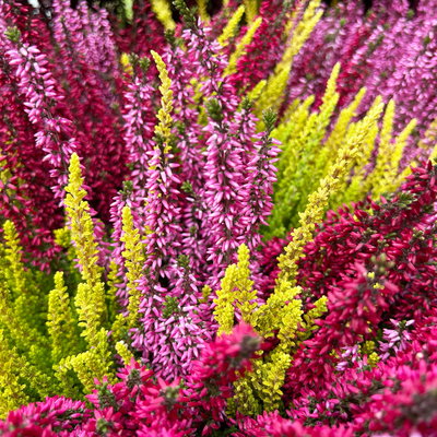 Calluna 'Beauty Ladies® Trio Melody', rot-rosa-gelb, Topf-Ø 13 cm, 6 Pflanzen Calluna 'Beauty Ladies® Trio Melody', rot-rosa-gelb, Topf-Ø 13 cm, 6 Pflanzen