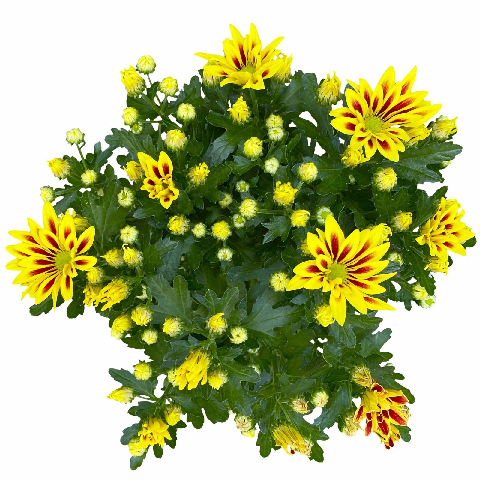 Chrysanthemen 'Rainbow Lake Worth' gelb-rot gestreift, Topf-Ø 14 cm, 4er-Set