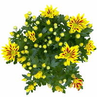 Chrysanthemen 'Rainbow Lake Worth' gelb-rot gestreift, Topf-Ø 14 cm, 4er-Set