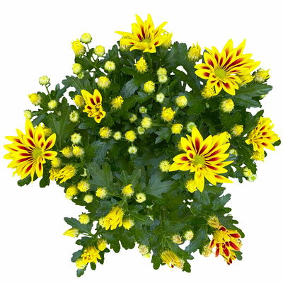 Chrysanthemen 'Rainbow Lake Worth', gelb-rot gestreift, Topf-Ø 14 cm, 4 Pflanzen Chrysanthemen 'Rainbow Lake Worth', gelb-rot gestreift, Topf-Ø 14 cm, 4 Pflanzen