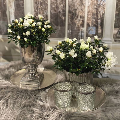 Azalee, 3er-Set, weiss gefüllt, Topf 12 cm Ø