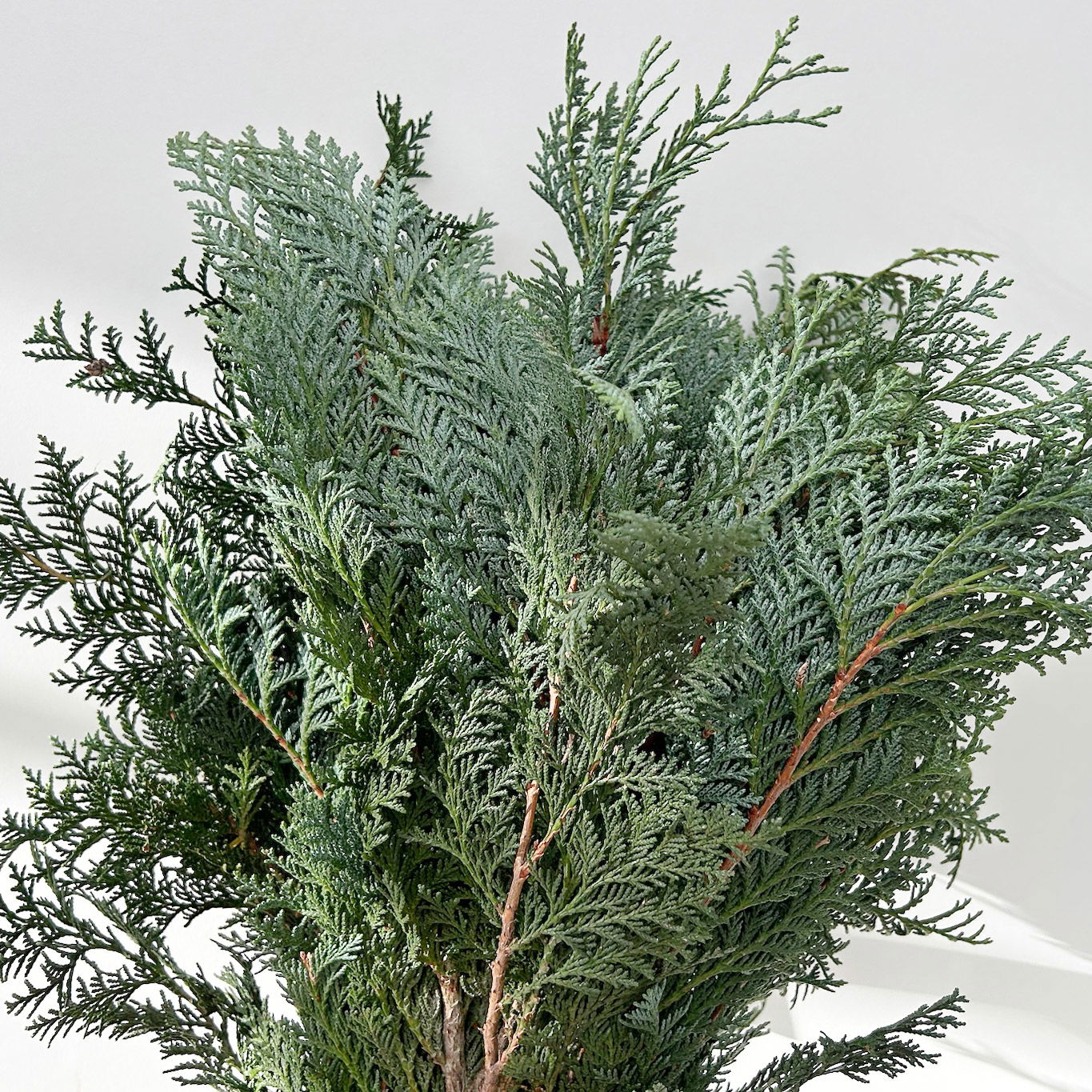 Scheinzypresse 'Glauca' im Handbund, blaugrün, 3 Bund Scheinzypresse 'Glauca' im Handbund, blaugrün, 3 Bund