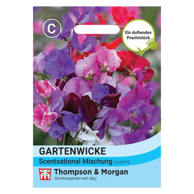 Thompson & Morgen Gartenwicke  Thompson & Morgen Gartenwicke