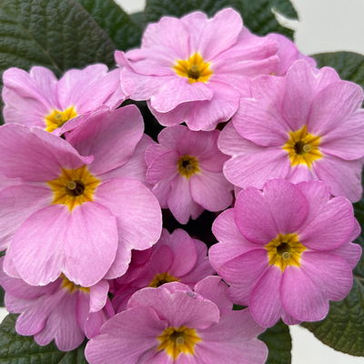 Primel 'Obsidian', rosa, Topf-Ø 12 cm, 6 Pflanzen Primel 'Obsidian', rosa, Topf-Ø 12 cm, 6 Pflanzen