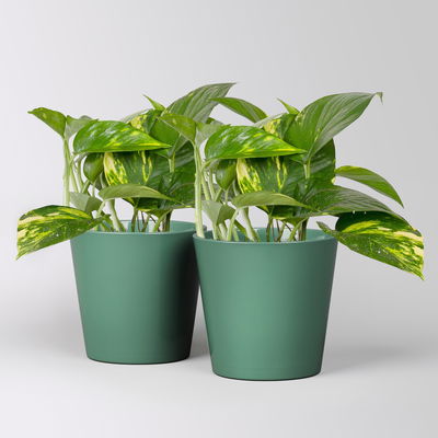 Efeutute mit Keramiktopf Dallas seegrün, Topf-Ø 12 cm, 2 Pflanzen Efeutute mit Keramiktopf Dallas seegrün, Topf-Ø 12 cm, 2 Pflanzen