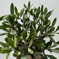 Olivenbaum, buschartig, Topf-Ø 12 cm, Höhe ca. 30 cm, 3 Pflanzen