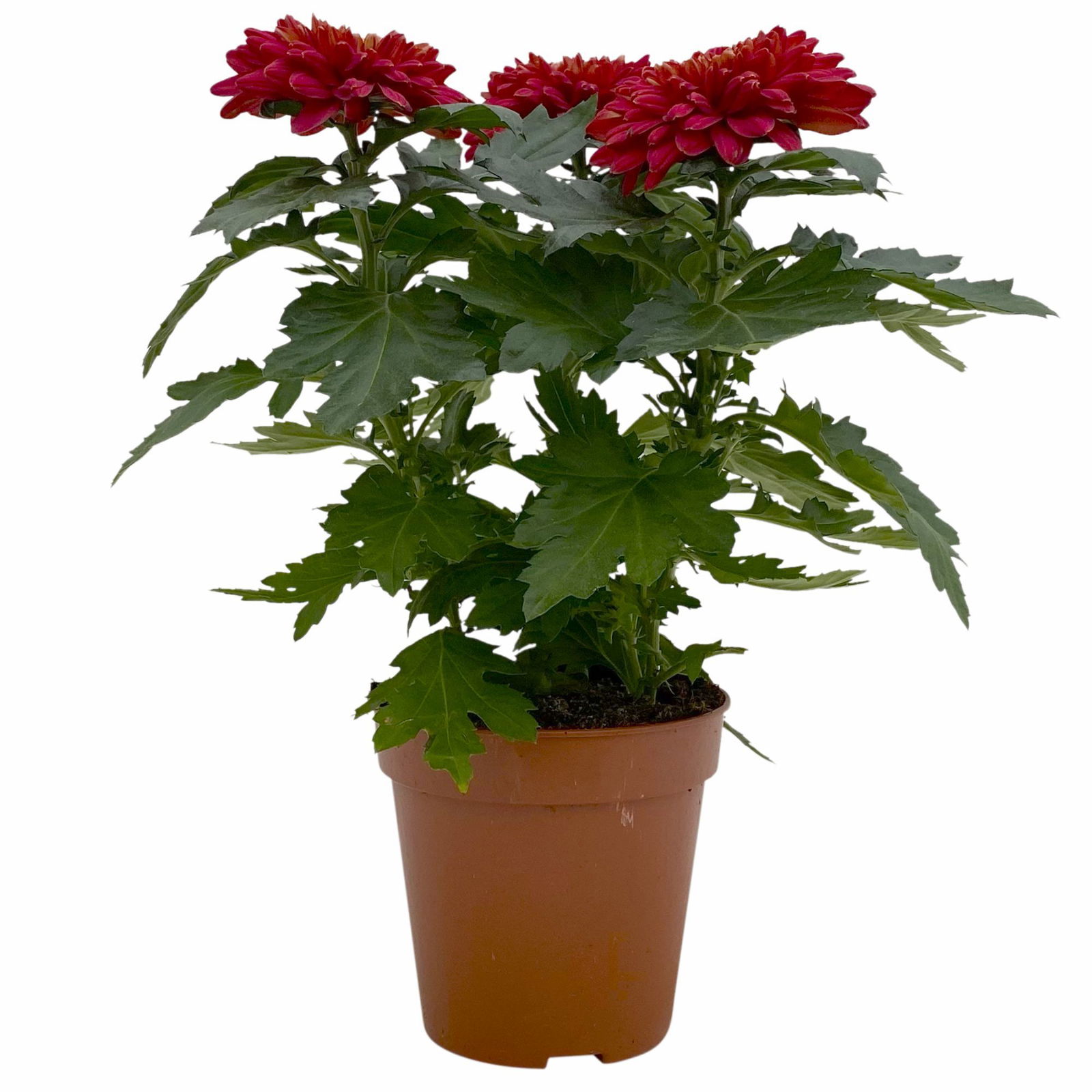 Chrysantheme 'Zembla Next Red' rot, großblumig, Topf-Ø 13 cm, 6er-Set