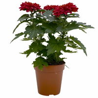 Chrysantheme 'Zembla Next Red' rot, großblumig, Topf-Ø 13 cm, 6er-Set