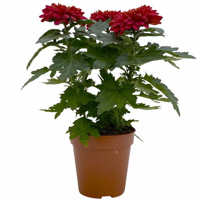 Chrysantheme 'Zembla Next Red', rot, großblumig, Topf-Ø 13 cm, 6 Pflanzen