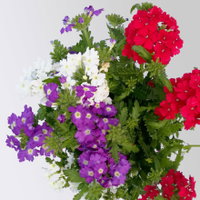 Eisenkraut 'Trio', bunt, Topf-Ø 12 cm, 6 Pflanzen Eisenkraut 'Trio', bunt, Topf-Ø 12 cm, 6 Pflanzen