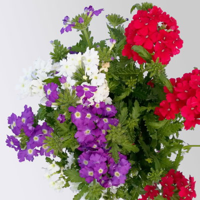 Eisenkraut 'Trio', bunt, Topf-Ø 12 cm, 6 Pflanzen Eisenkraut 'Trio', bunt, Topf-Ø 12 cm, 6 Pflanzen