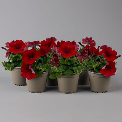 Petunie 'Cascadias™ Chili Red' rot, hängend, Topf-Ø 13 cm, 6 Pflanzen