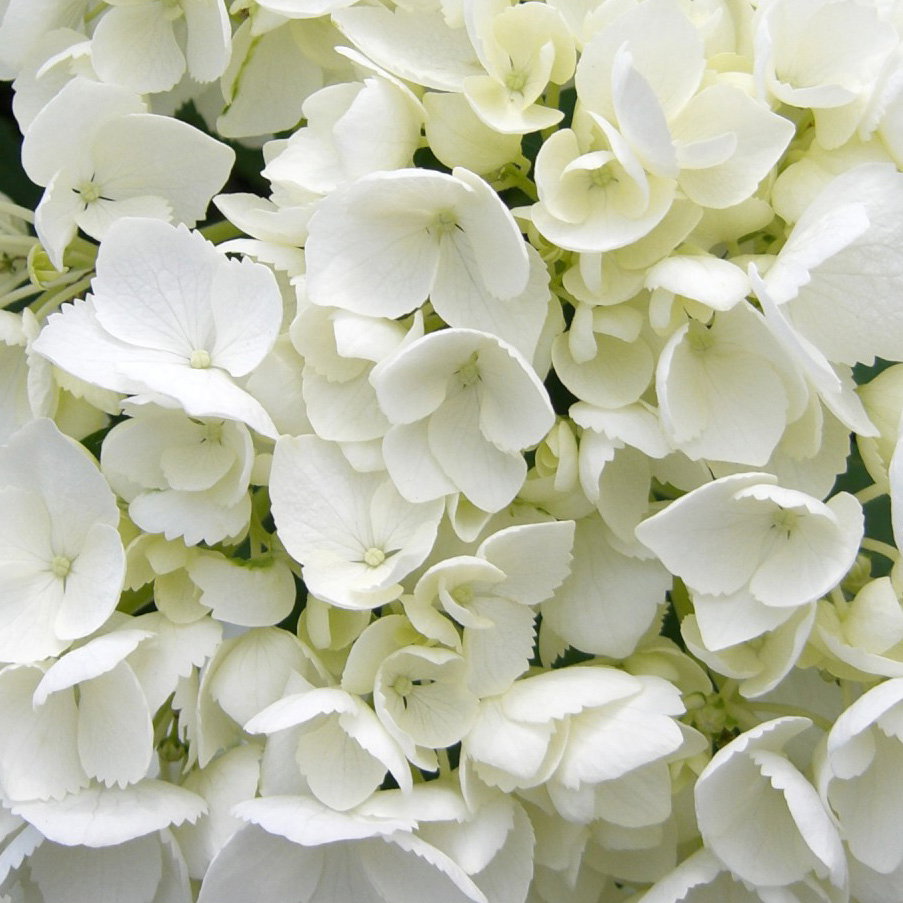 Kölle Gartenhortensie Ball weiß, 4/5 Liter Topf