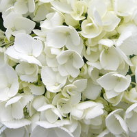 Kölle Gartenhortensie Ball weiß, 4/5 Liter Topf