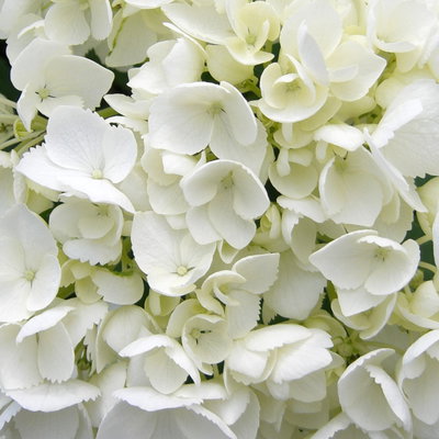 Kölle Gartenhortensie Ball weiß, 4/5 Liter Topf