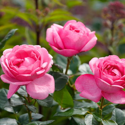 Duftende Edelrose 'Desirée®', rosa, Topf 5 Liter, 4 Pflanzen Duftende Edelrose 'Desirée®', rosa, Topf 5 Liter, 4 Pflanzen
