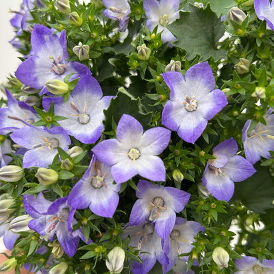 Glockenblume 'Fancy Mee'®, weiß-lilablau, Topf-Ø 10,5 cm, 6 Pflanzen Glockenblume 'Fancy Mee'®, weiß-lilablau, Topf-Ø 10,5 cm, 6 Pflanzen