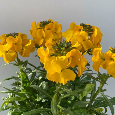 Bio Goldlack, Farben zufällig, Topf-Ø 12 cm, 3 Pflanzen Bio Goldlack, Farben zufällig, Topf-Ø 12 cm, 3 Pflanzen