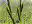 Schlank-Segge / Carex acuta