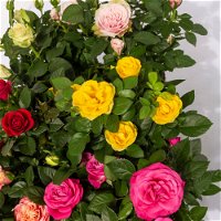 Rose Patio, zufällige Farben, Topf-Ø 13 cm, 6er-Set