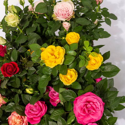 Rose Patio, zufällige Farben, Topf-Ø 13 cm, 6 Pflanzen