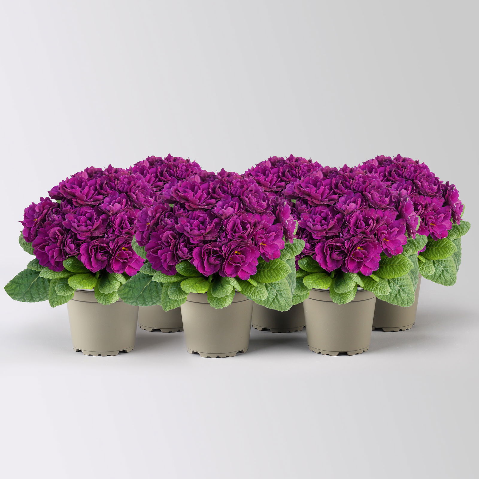 Primel 'Belarina', lila, Topf-Ø 12 cm, 6 Pflanzen