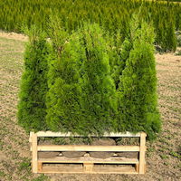 Thuja occidentalis 'Smaragd', Höhe 100 - 125 cm, mit Ballen, 10 Stück