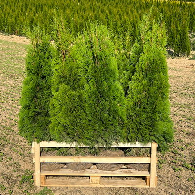 Thuja occidentalis 'Smaragd', Höhe 100 - 125 cm, mit Ballen, 10 Stück Thuja occidentalis 'Smaragd', Höhe 100 - 125 cm, mit Ballen, 10 Stück